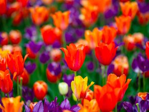 Preview wallpaper tulips, flowers, buds, colorful