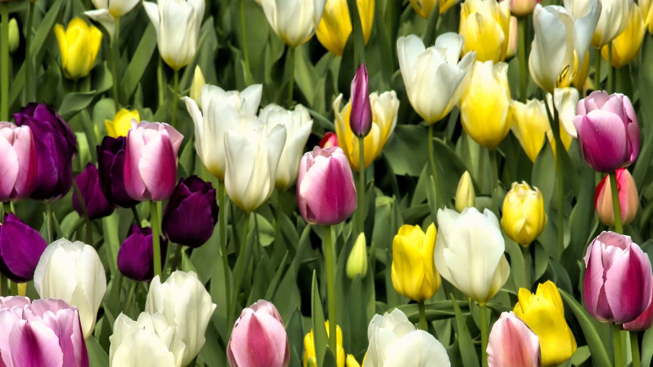 Wallpaper tulips, flowers, buds, colorful, spring