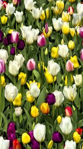 Preview wallpaper tulips, flowers, buds, colorful, spring