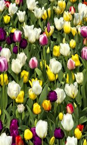 Preview wallpaper tulips, flowers, buds, colorful, spring