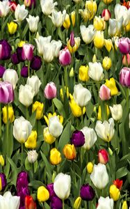 Preview wallpaper tulips, flowers, buds, colorful, spring