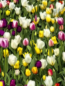 Preview wallpaper tulips, flowers, buds, colorful, spring