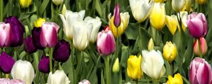 Preview wallpaper tulips, flowers, buds, colorful, spring