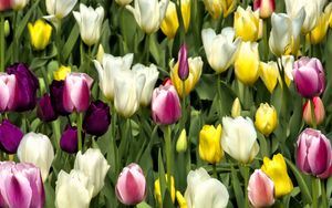 Preview wallpaper tulips, flowers, buds, colorful, spring