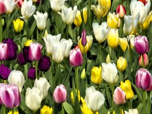 Preview wallpaper tulips, flowers, buds, colorful, spring