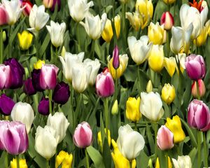 Preview wallpaper tulips, flowers, buds, colorful, spring