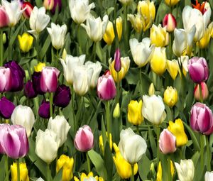 Preview wallpaper tulips, flowers, buds, colorful, spring