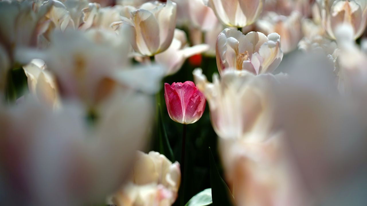 Wallpaper tulips, flowers, buds, petals, pink