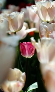 Preview wallpaper tulips, flowers, buds, petals, pink