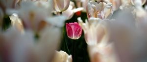 Preview wallpaper tulips, flowers, buds, petals, pink