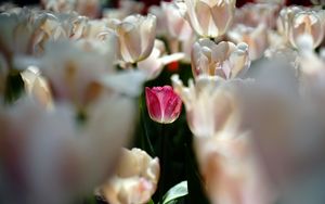 Preview wallpaper tulips, flowers, buds, petals, pink