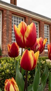 Preview wallpaper tulips, flowers, buds, flowerbed, building