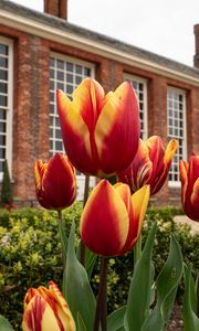 Preview wallpaper tulips, flowers, buds, flowerbed, building