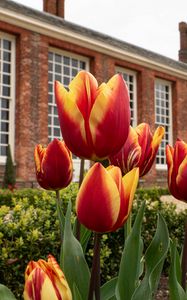 Preview wallpaper tulips, flowers, buds, flowerbed, building