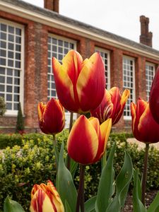 Preview wallpaper tulips, flowers, buds, flowerbed, building