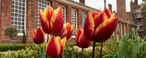 Preview wallpaper tulips, flowers, buds, flowerbed, building