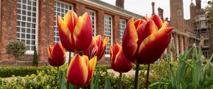 Preview wallpaper tulips, flowers, buds, flowerbed, building