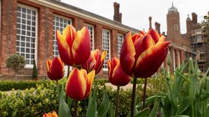 Preview wallpaper tulips, flowers, buds, flowerbed, building