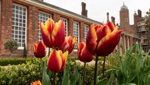 Preview wallpaper tulips, flowers, buds, flowerbed, building