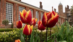 Preview wallpaper tulips, flowers, buds, flowerbed, building