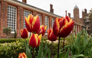 Preview wallpaper tulips, flowers, buds, flowerbed, building