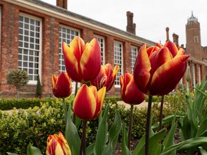 Preview wallpaper tulips, flowers, buds, flowerbed, building
