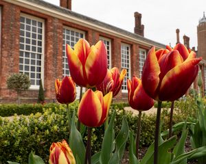 Preview wallpaper tulips, flowers, buds, flowerbed, building