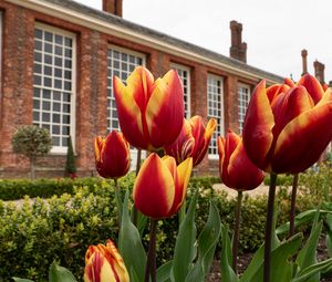 Preview wallpaper tulips, flowers, buds, flowerbed, building