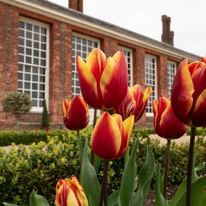Preview wallpaper tulips, flowers, buds, flowerbed, building