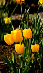 Preview wallpaper tulips, flowers, buds, spring, yellow