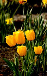 Preview wallpaper tulips, flowers, buds, spring, yellow