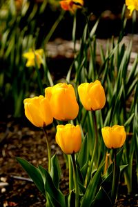 Preview wallpaper tulips, flowers, buds, spring, yellow