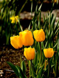 Preview wallpaper tulips, flowers, buds, spring, yellow