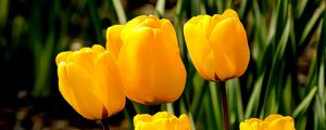 Preview wallpaper tulips, flowers, buds, spring, yellow