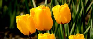 Preview wallpaper tulips, flowers, buds, spring, yellow