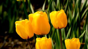 Preview wallpaper tulips, flowers, buds, spring, yellow