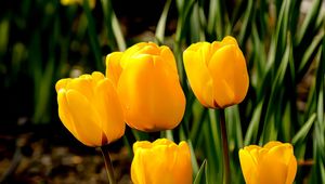 Preview wallpaper tulips, flowers, buds, spring, yellow