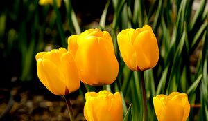 Preview wallpaper tulips, flowers, buds, spring, yellow