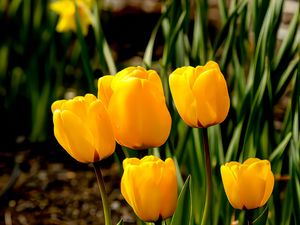 Preview wallpaper tulips, flowers, buds, spring, yellow