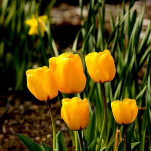 Preview wallpaper tulips, flowers, buds, spring, yellow