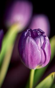 Preview wallpaper tulips, flowers, buds, close-up