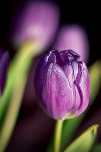 Preview wallpaper tulips, flowers, buds, close-up