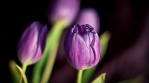 Preview wallpaper tulips, flowers, buds, close-up