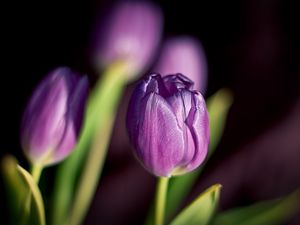 Preview wallpaper tulips, flowers, buds, close-up