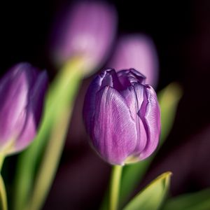 Preview wallpaper tulips, flowers, buds, close-up