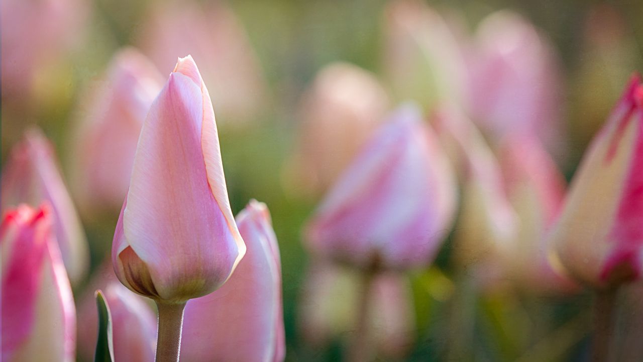 Wallpaper tulips, flowers, buds, macro, pink