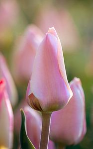 Preview wallpaper tulips, flowers, buds, macro, pink