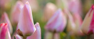 Preview wallpaper tulips, flowers, buds, macro, pink