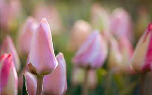 Preview wallpaper tulips, flowers, buds, macro, pink