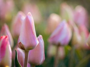 Preview wallpaper tulips, flowers, buds, macro, pink